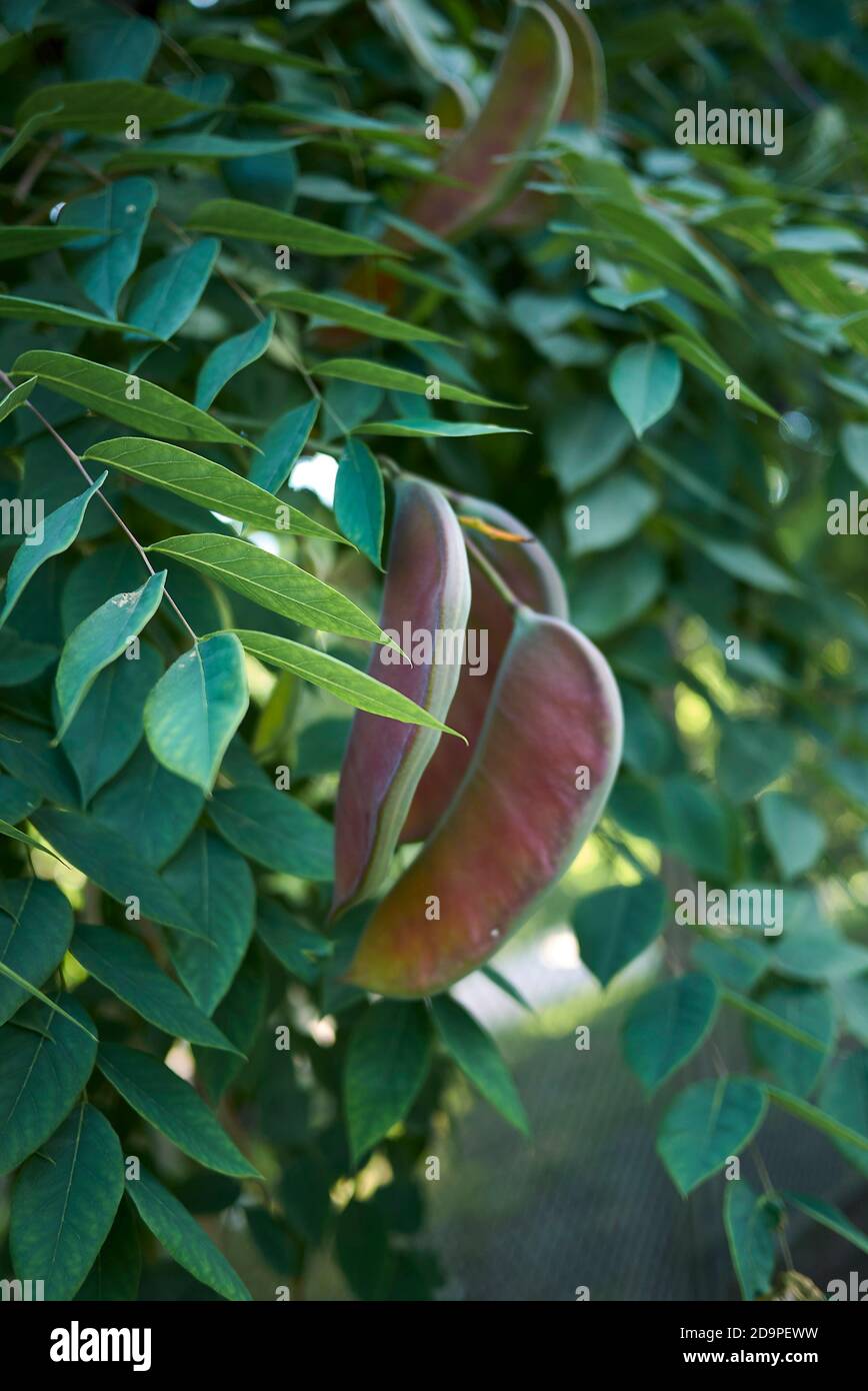 Primo piano del ramo di Gymnocladus dioicus Foto Stock