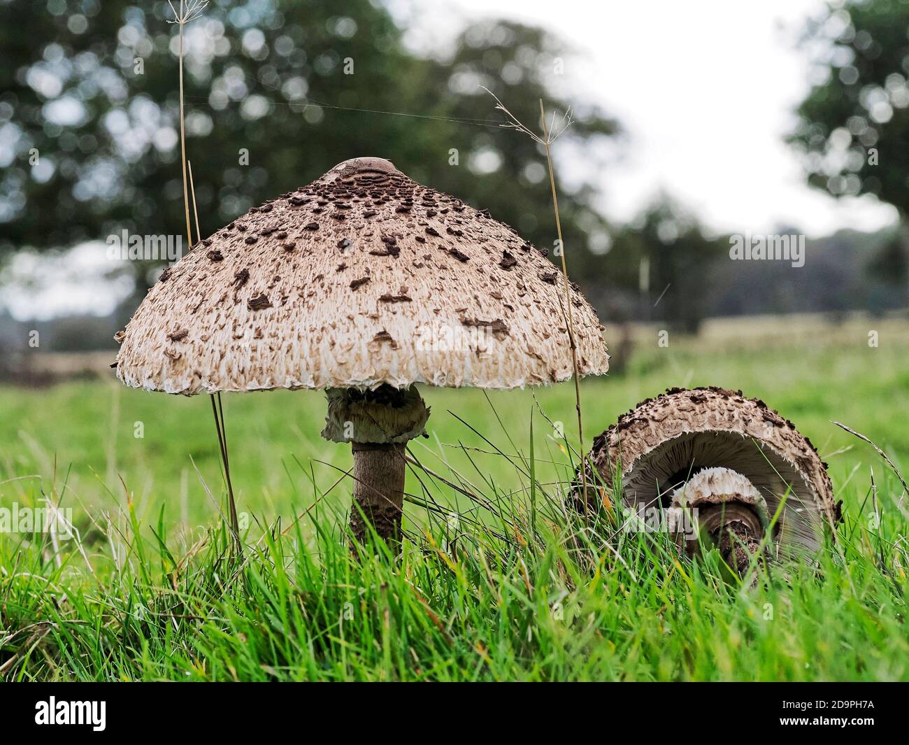 Funghi Parasol immaturi e maturi (Nacropeiota procera) che crescono nella prateria mostrando le fasi di maturazione e la grande calotta a cupola. Foto Stock