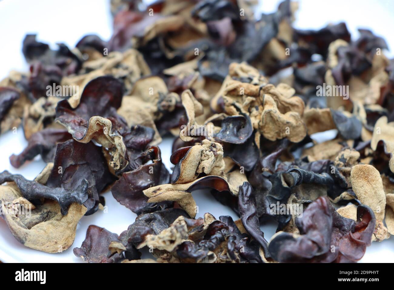 Fungo dell'orecchio di legno secco o fungo dell'orecchio nuvoloso, delicatezza di Sikkim, India Foto Stock