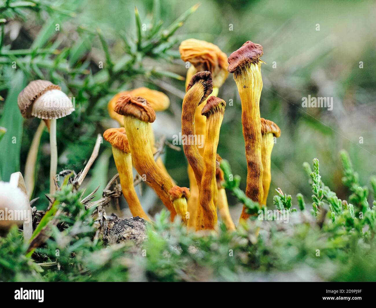 Forse Craterellus tubaeformis (ex Cantharellus tubaeformis), noto anche come zelo, fungo invernale, o chanterelle ad imbuto. Foto Stock