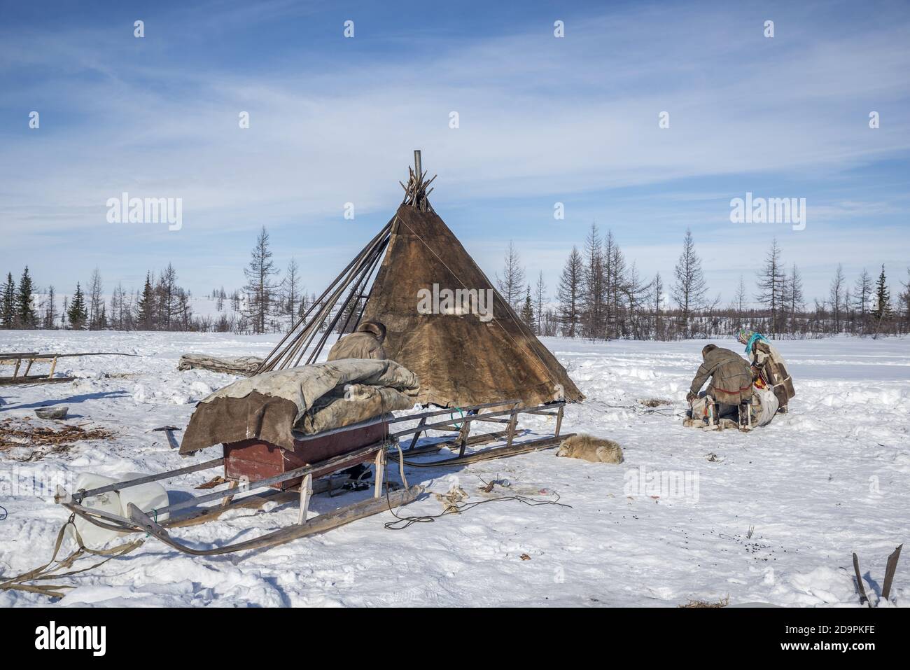 Una famiglia Nenets smantellare una tenda tradizionale per la migrazione, Yamalo-Nenets Autonomous Okrug, Russia Foto Stock