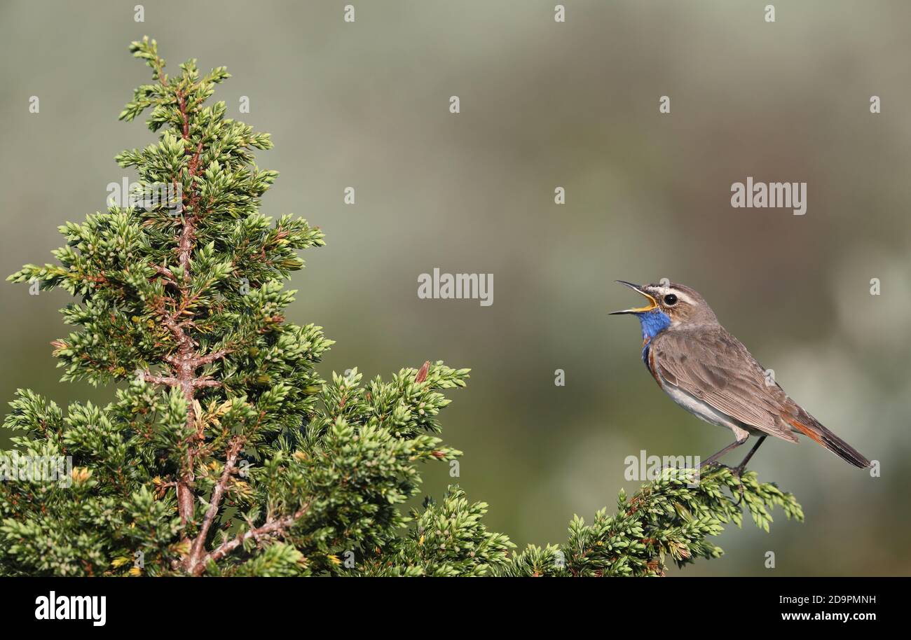 Bluethroat, Luscinia svecica, cantare dall'albero di Ginepro Foto Stock