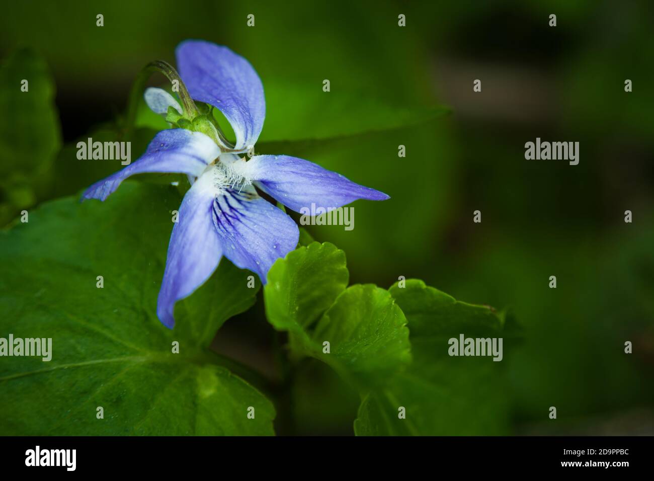 Singolo primo cane-fiore viola, grande primo piano Foto Stock