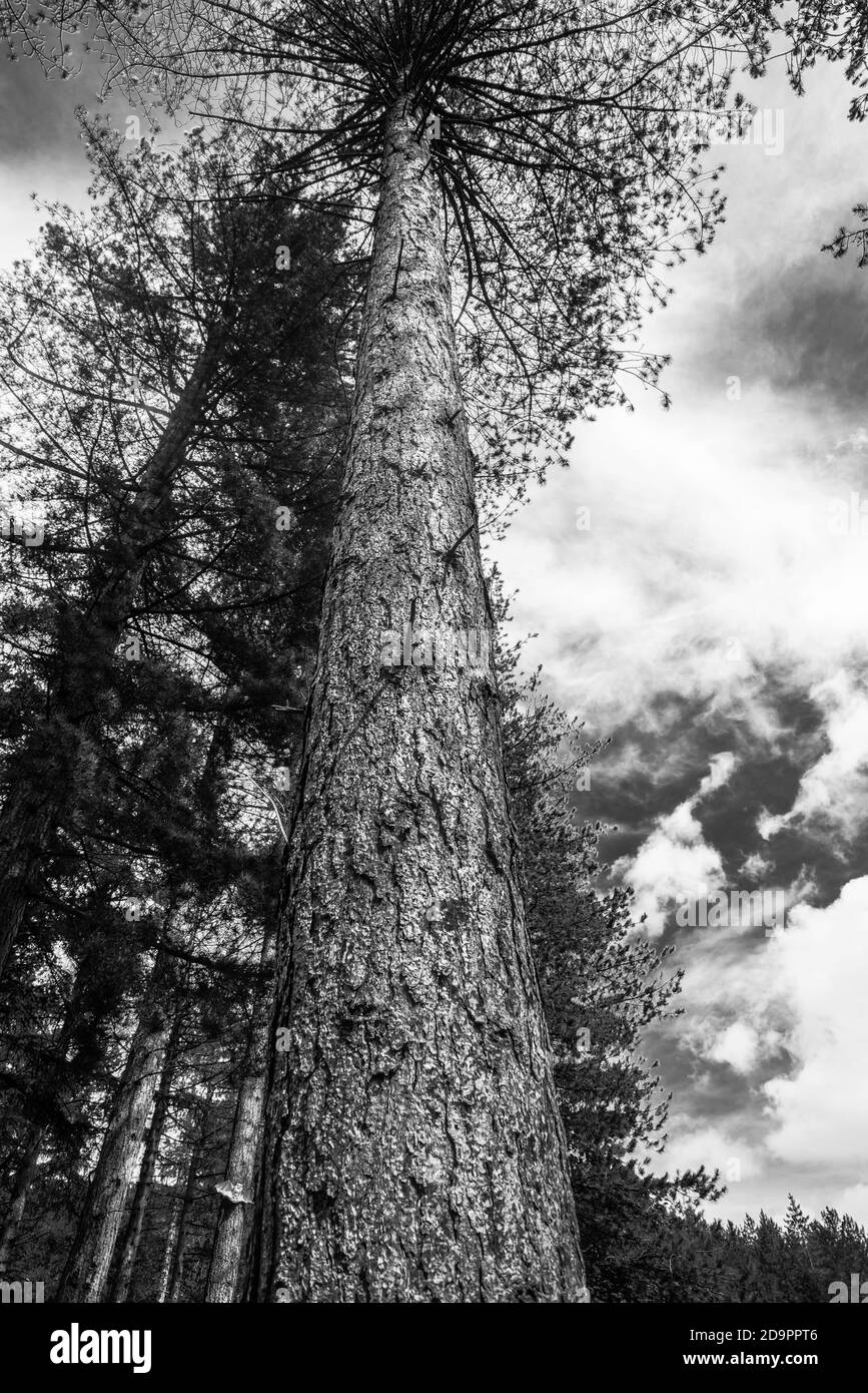 Albero in mono Raymond Boswell Foto Stock