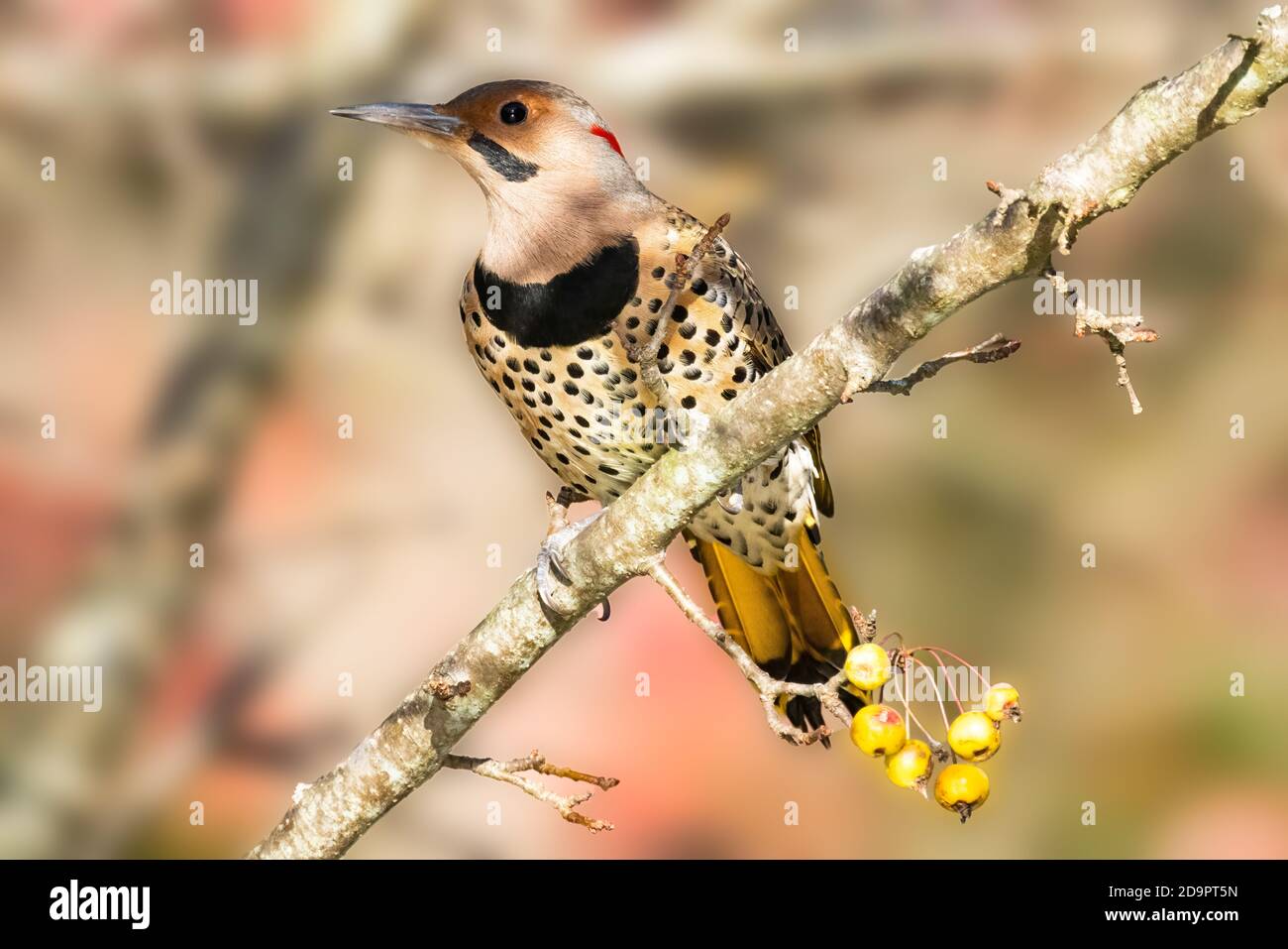 Picchio di Flicker settentrionale maschio arroccato su un ramo Foto Stock