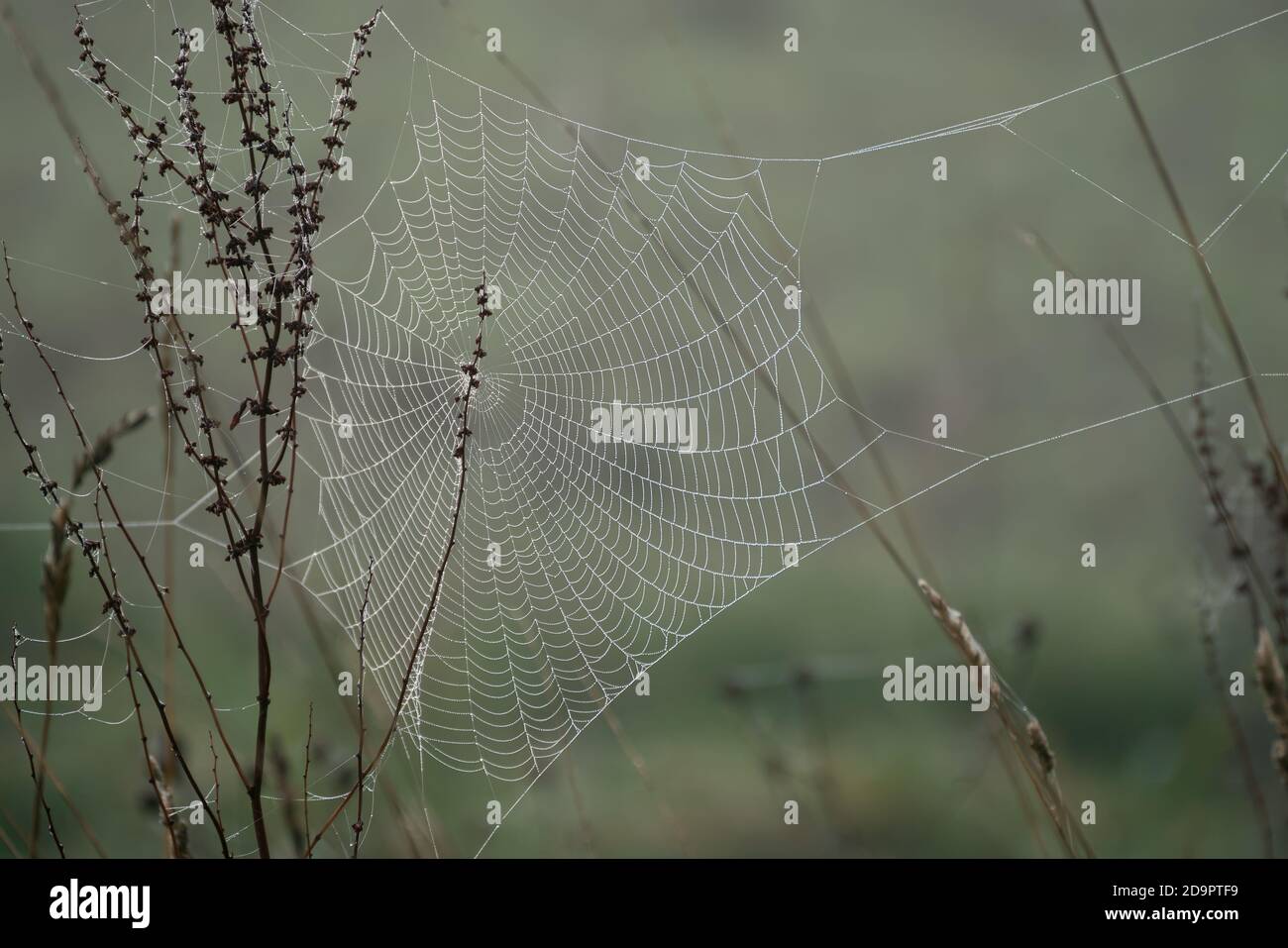 Ragni ragnatela con gocce d'acqua della rugiada autunnale Foto Stock