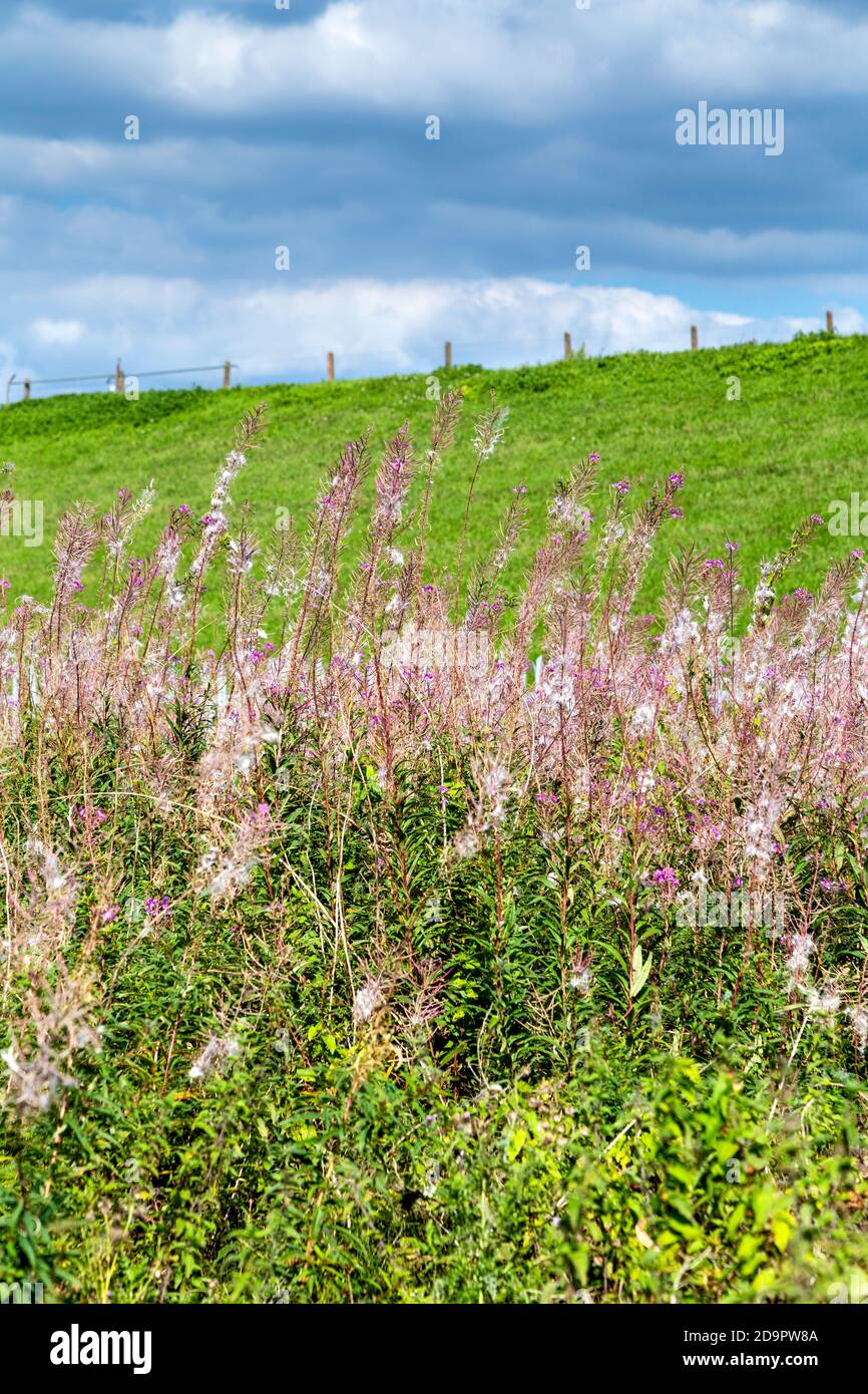 Fiori e pascoli lungo il fiume Lee navigazione canale vicino a Bromsdown nel River Lee Country Park, Regno Unito Foto Stock