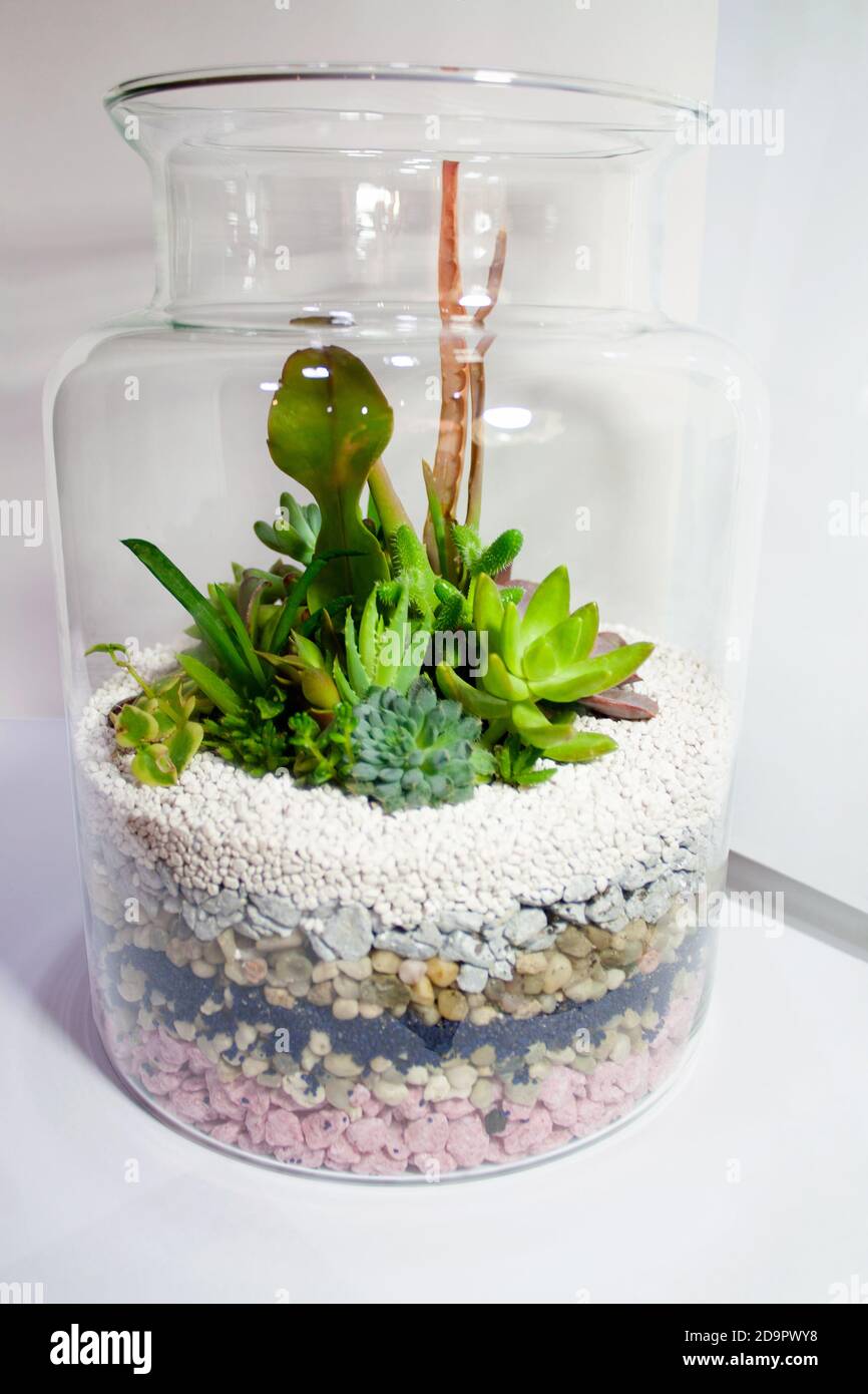 Composizione succulente in vaso di vetro trasparente con strati colorati  rocciosi sabbia Foto stock - Alamy