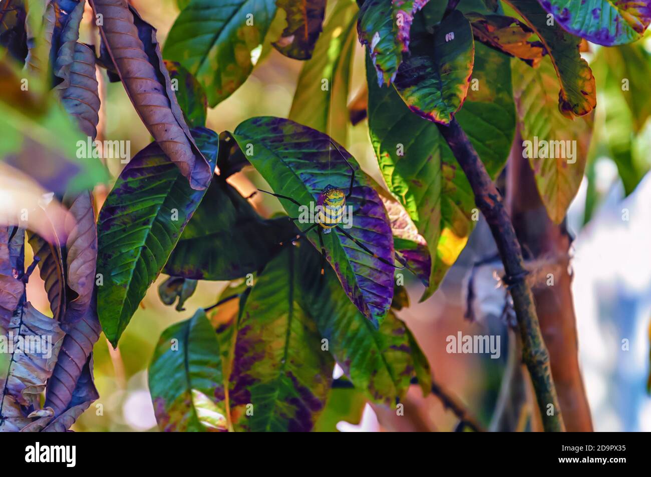 Un ragno da giardino nero e giallo, Argiope aurantia, che usa il suo web per appendere e scendere da un ramo di un albero. Foto Stock