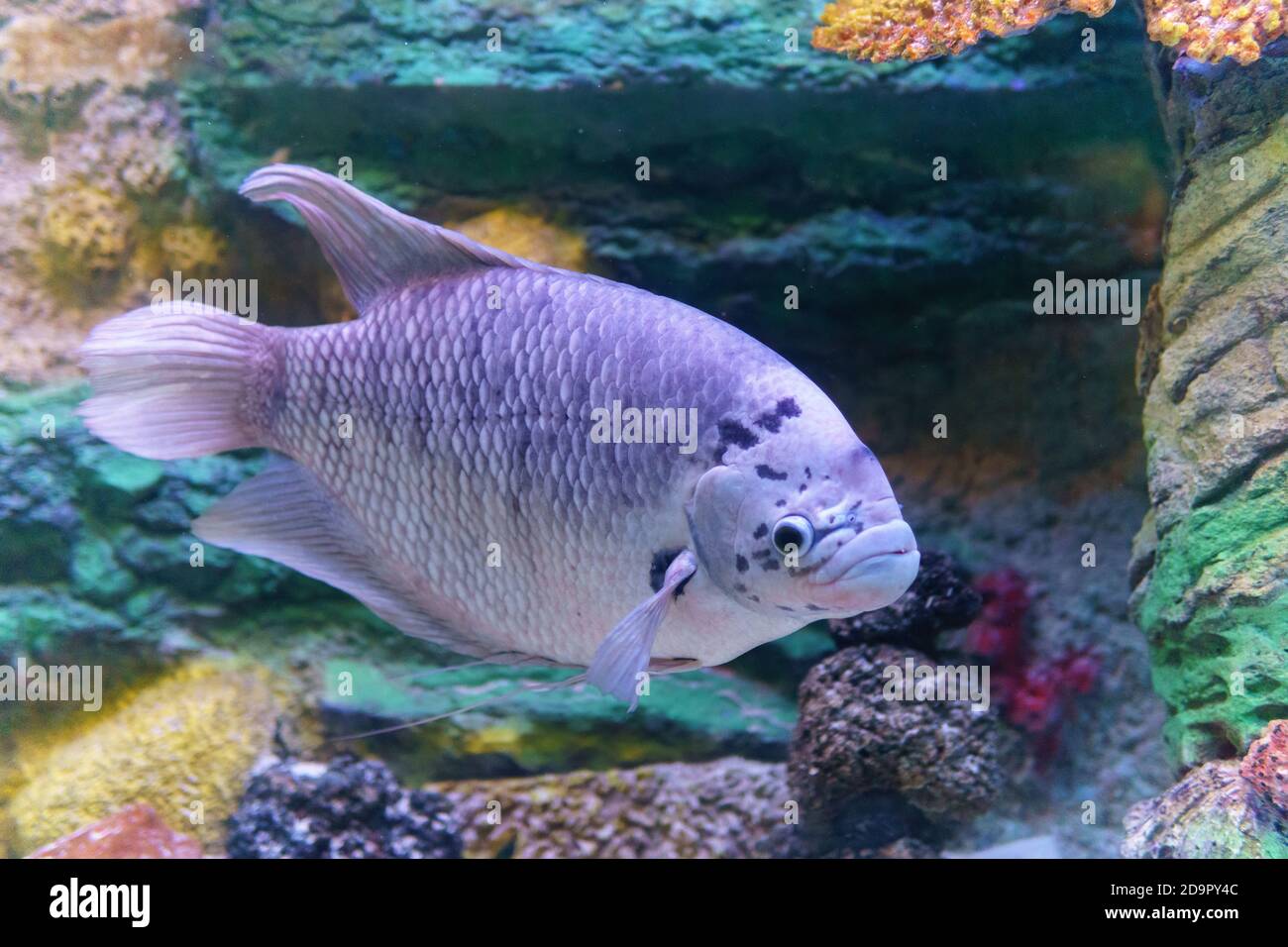 pesce gourami marmo. Un morfo di tre Spot Gourami, conosciuto come Opaline Gourami, conosciuto anche con il nome latino Trichopodus trichopterus. Foto Stock