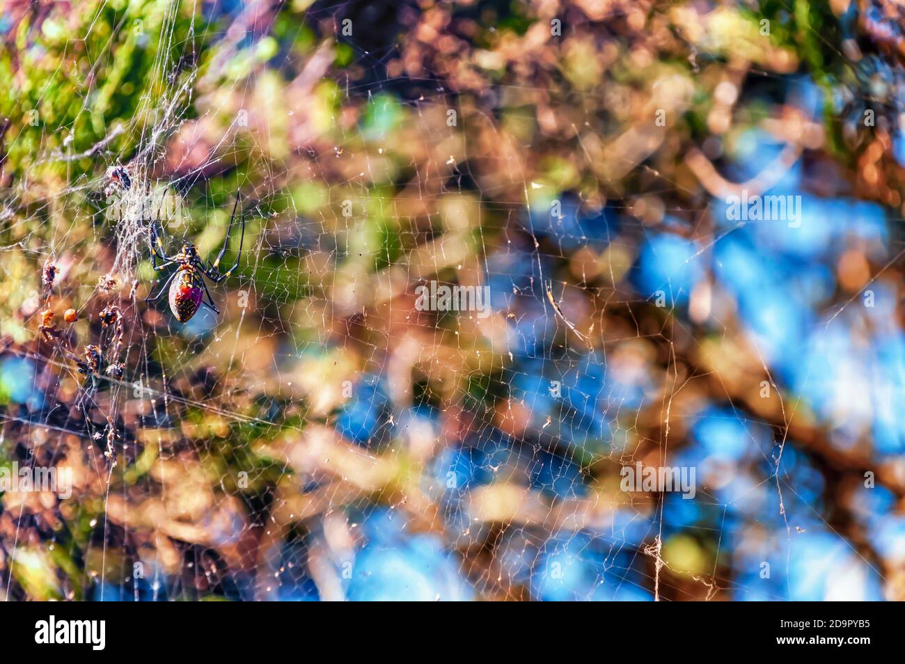 Un ragno da giardino nero e giallo, Argiope aurantia, che usa il suo web per appendere e scendere da un ramo di un albero. Foto Stock