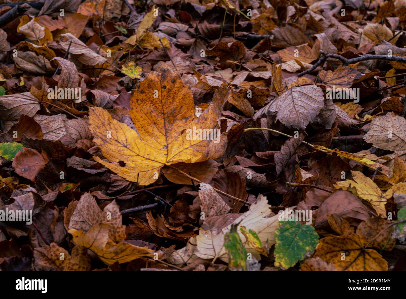 Una foto in primo piano di un autunno marrone foglie in una foresta di faggio europea. Foto della contea di Scania, Svezia meridionale Foto Stock