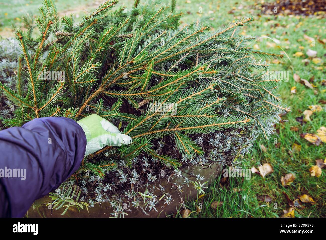 Prevenzione dei danni causati dal freddo invernale nel concetto di giardino domestico. Coprendo il cespuglio di fiore di lavanda con i rami dell'albero dell'abete in modo da la pianta sopravviverà freddo invernale. Foto Stock