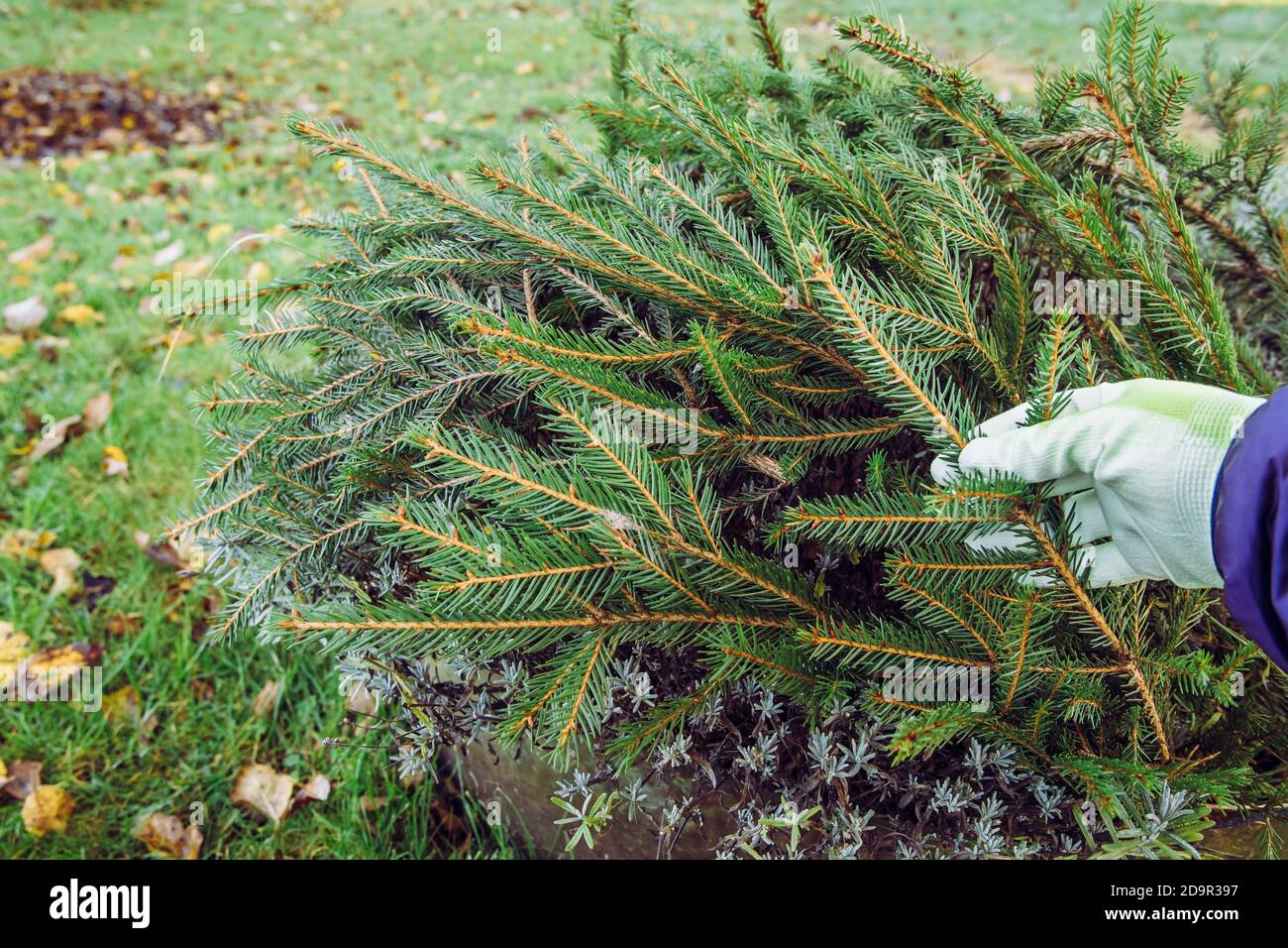 Prevenzione dei danni causati dal freddo invernale nel concetto di giardino domestico. Coprendo il cespuglio di fiore di lavanda con i rami dell'albero dell'abete in modo da la pianta sopravviverà freddo invernale. Foto Stock