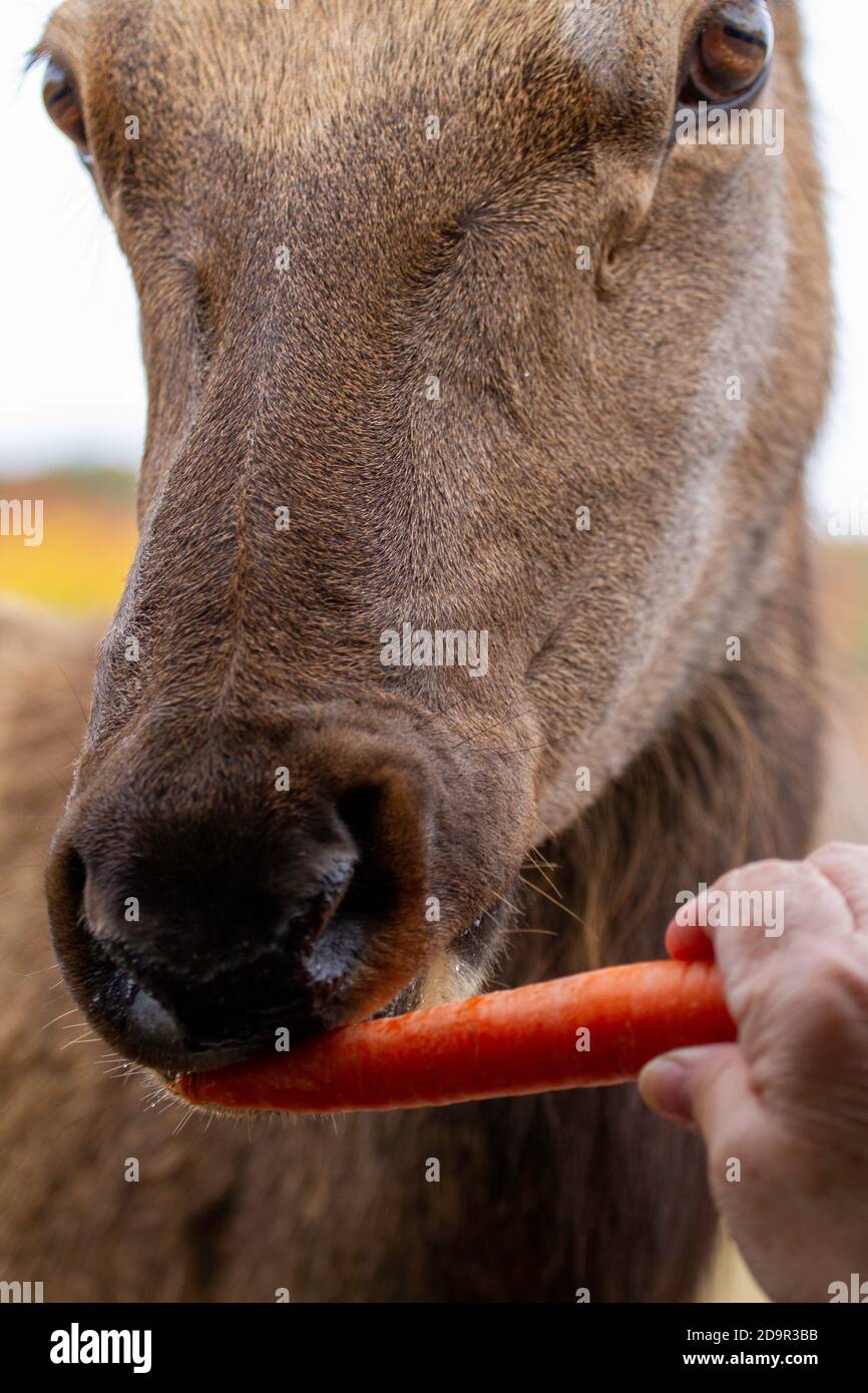 Un grande Cervo che è nutrire una carota Foto Stock