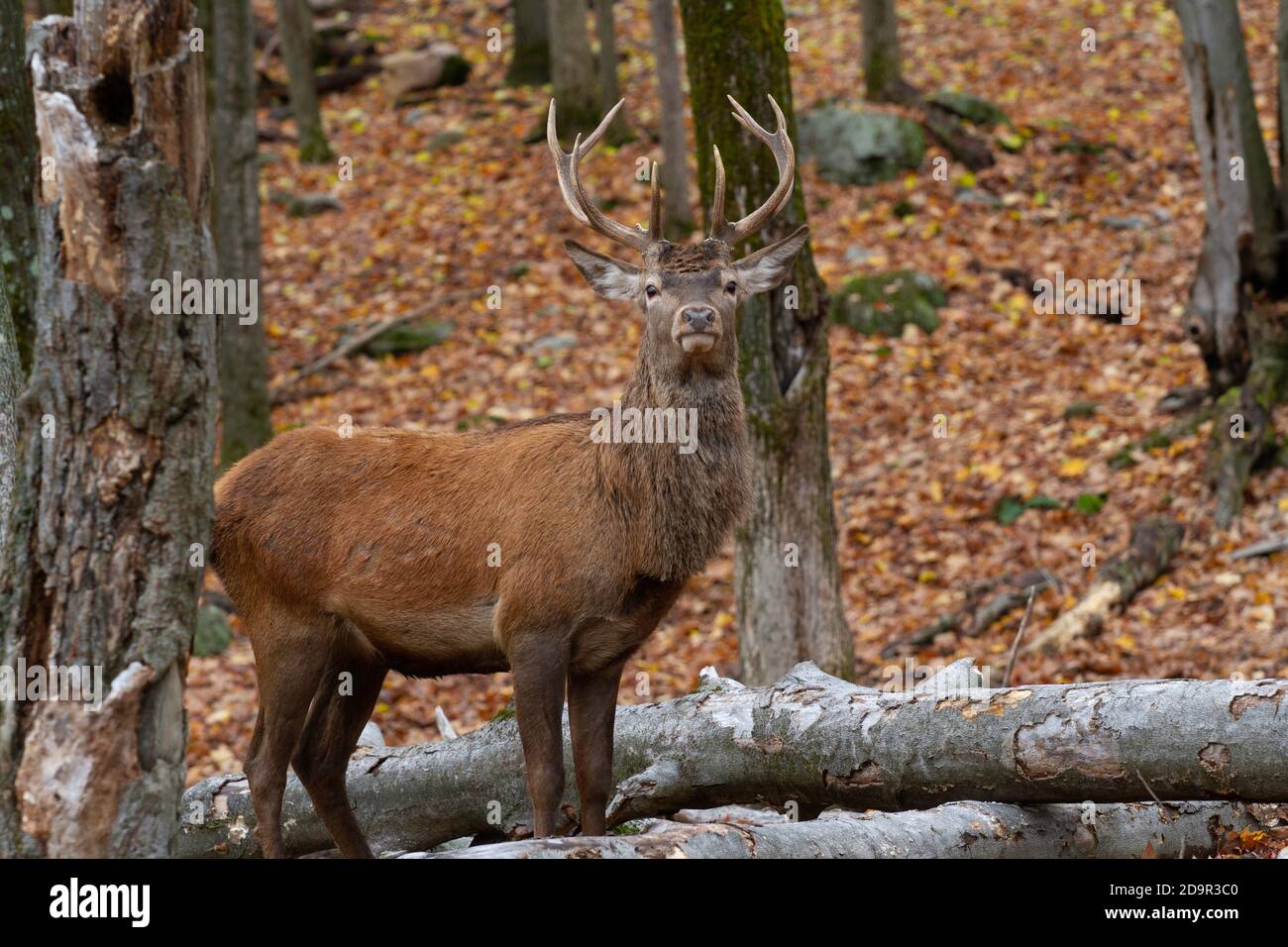 Un giovane toro Elk nei boschi che guarda il fotocamera Foto Stock