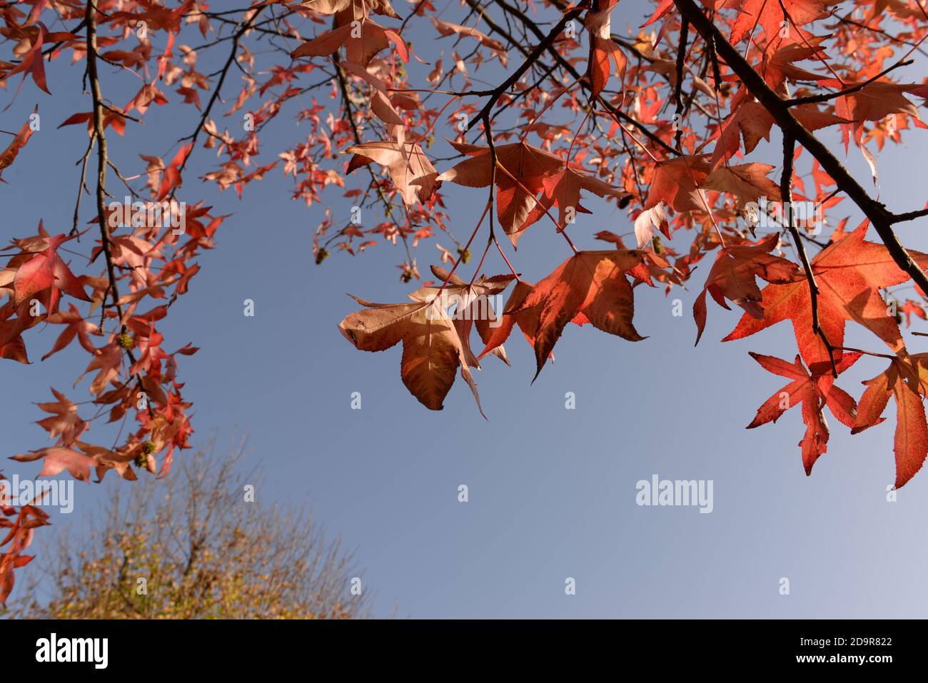 Un bel giorno d'autunno con sole, cielo blu e questo meraviglioso ramo di foglie rosse Foto Stock