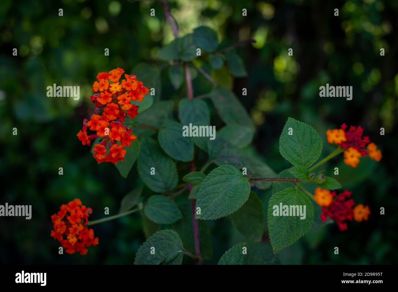 Bella pianta fiorita chiamata Lantana camara (comune lantana) Lungo il lato della strada in India Foto Stock Bella pianta fiorita chiamata Lantana camara (comune lantana) Lungo il lato della strada in India Foto Stock