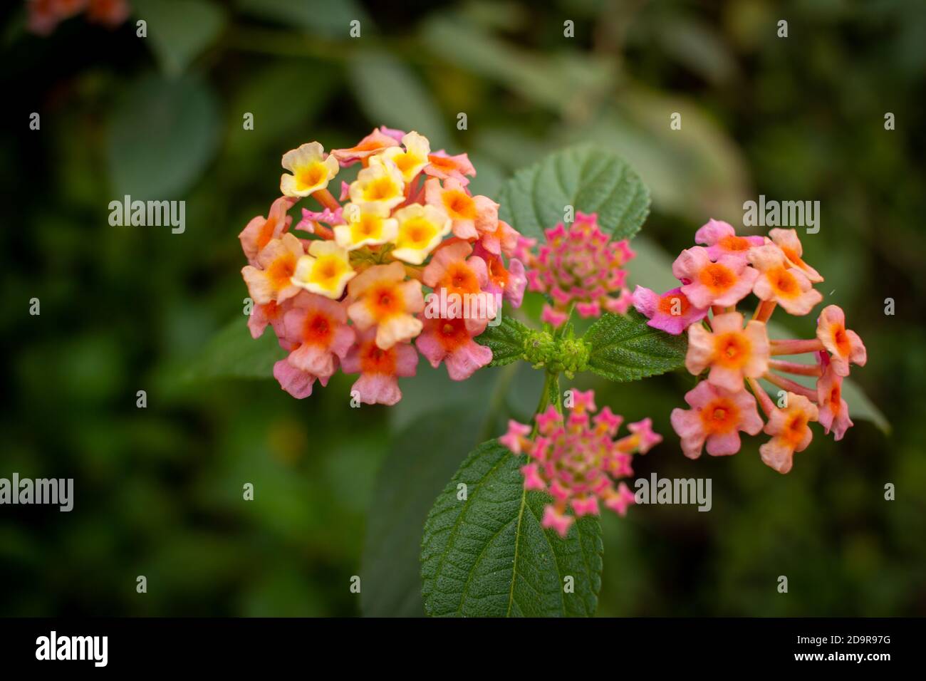 Bella pianta fiorita chiamata Lantana camara (comune lantana) Lungo il lato della strada in India Foto Stock Bella pianta fiorita chiamata Lantana camara (comune lantana) Lungo il lato della strada in India Foto Stock
