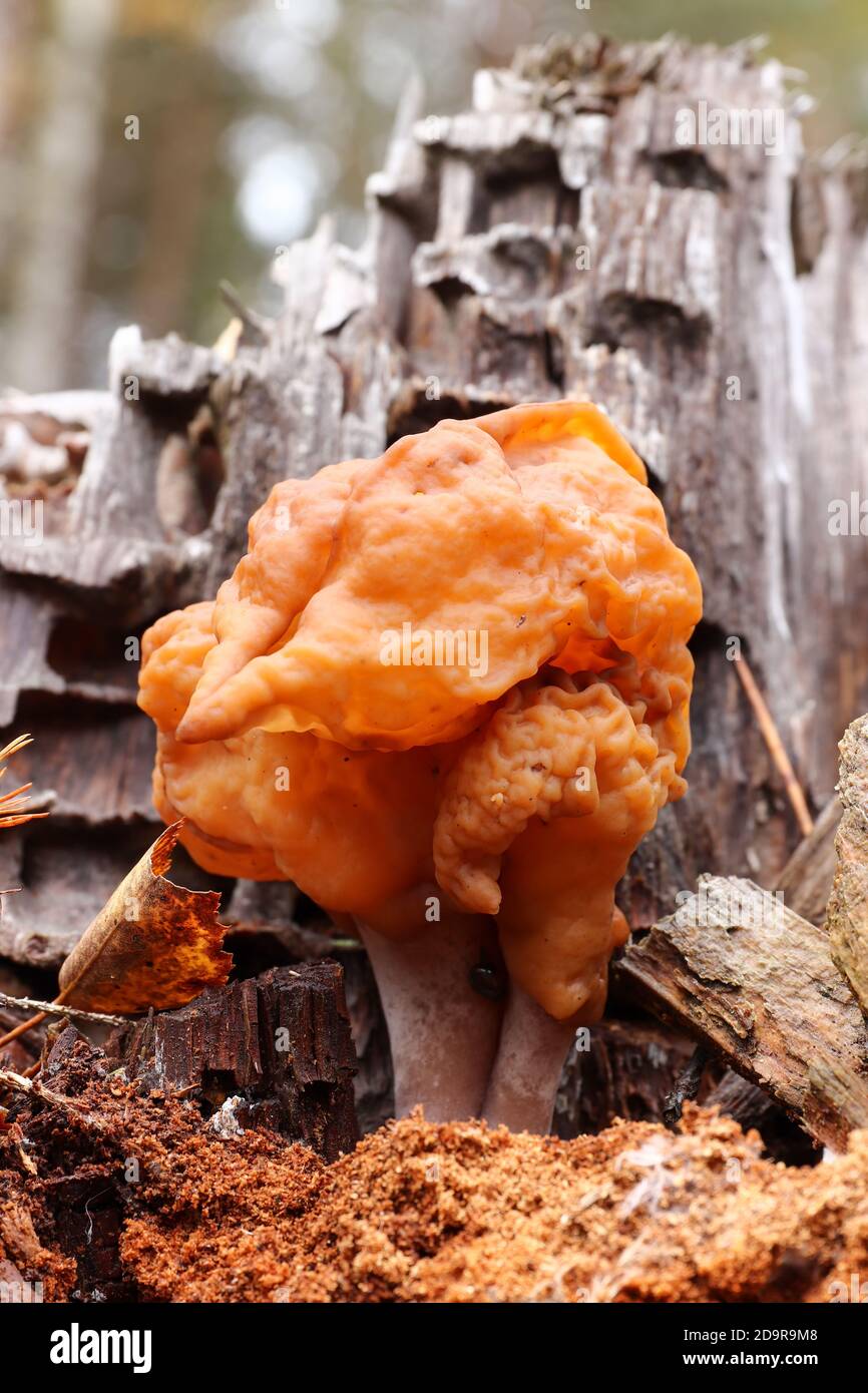 Gyromitra infula, comunemente noto come il falso morello agganciato o la sella di pinna, è un fungo non commestibile Foto Stock