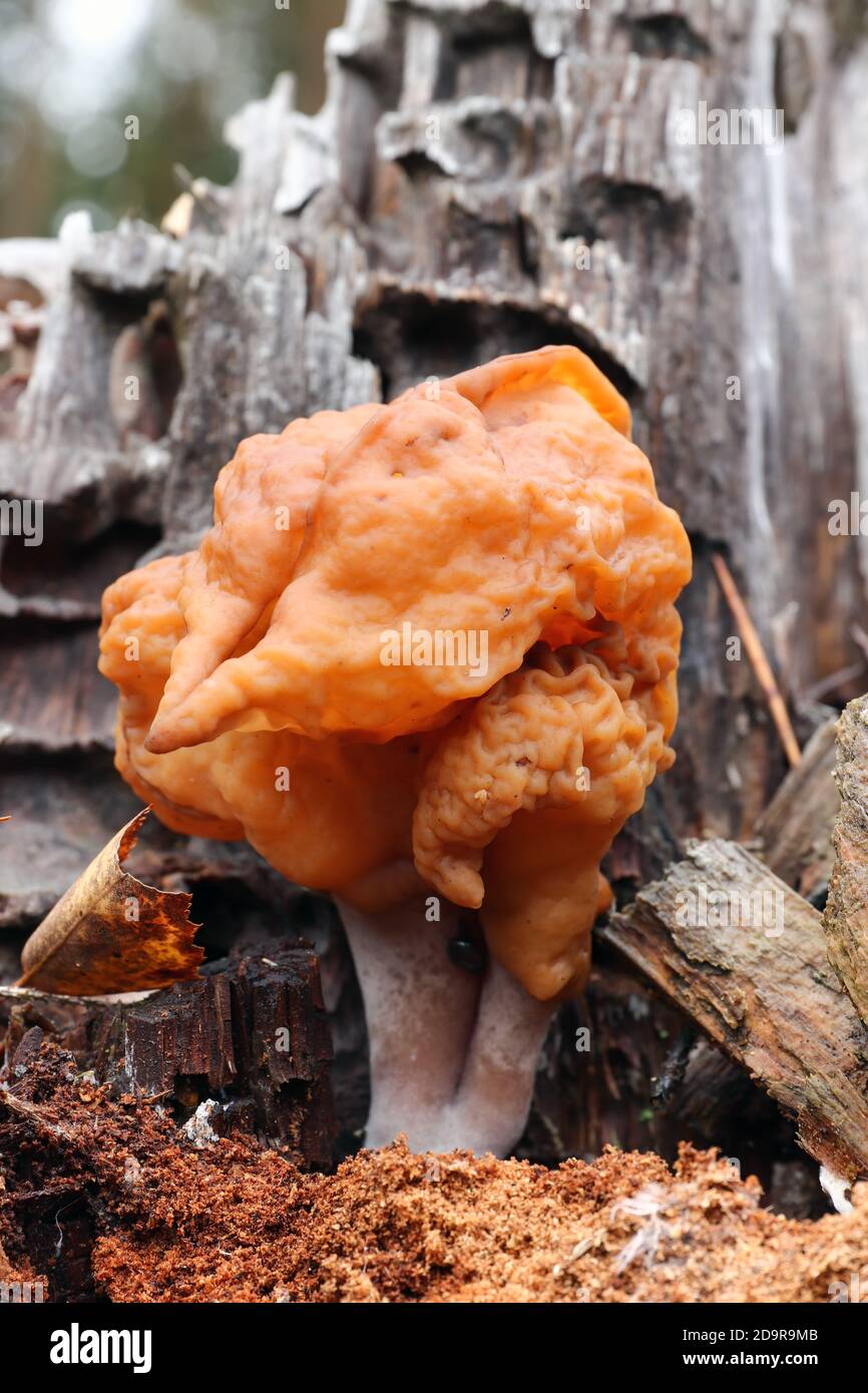 Gyromitra infula, comunemente noto come il falso morello agganciato o la sella di pinna, è un fungo non commestibile Foto Stock