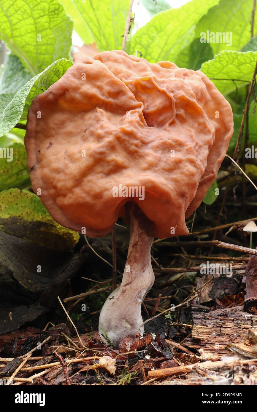 Gyromitra infula, comunemente noto come il falso morello agganciato o la sella di pinna, è un fungo non commestibile Foto Stock