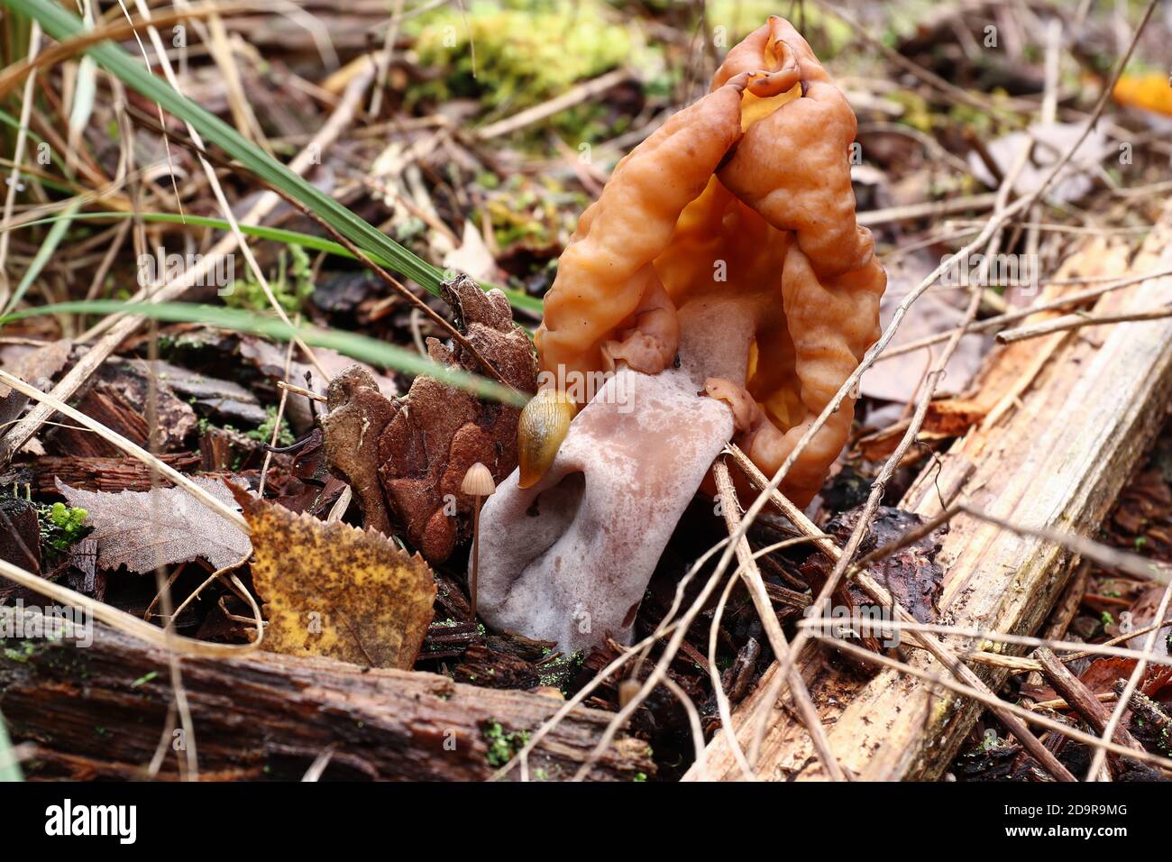Gyromitra infula, comunemente noto come il falso morello agganciato o la sella di pinna, è un fungo non commestibile Foto Stock