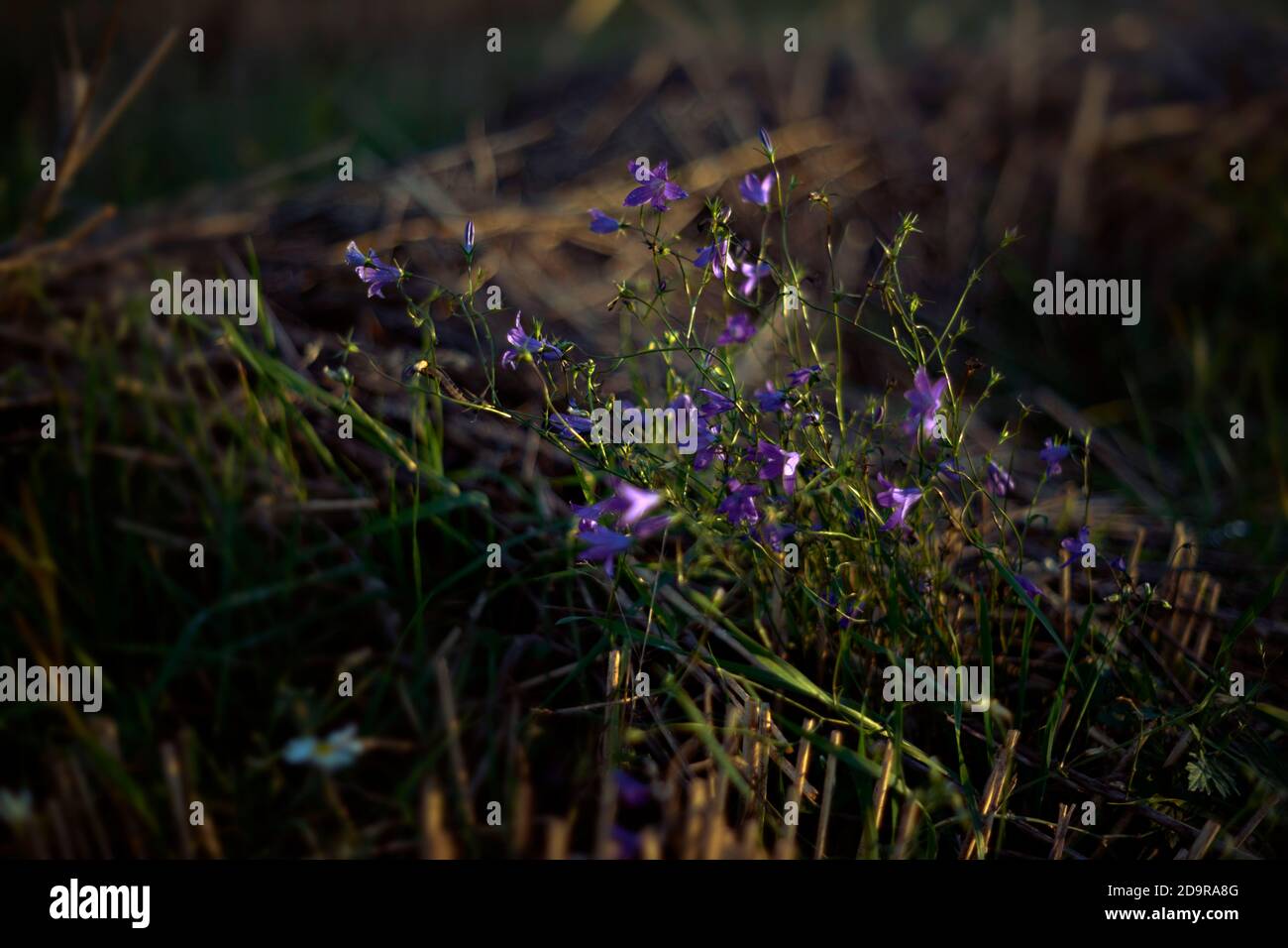 Fiori autunnali sfocati sullo sfondo del campo sfocato. Primo piano Foto Stock