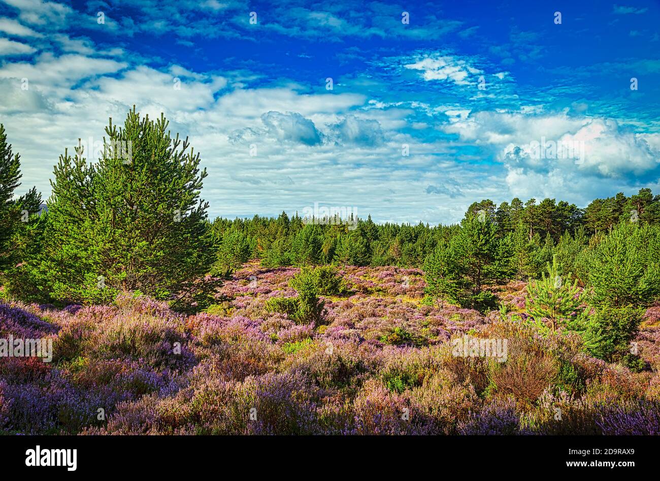 Erica viola nella foresta di Abernethy, Ponte di Nethy, nel Cairngorms National Park, Scozia. Foto Stock