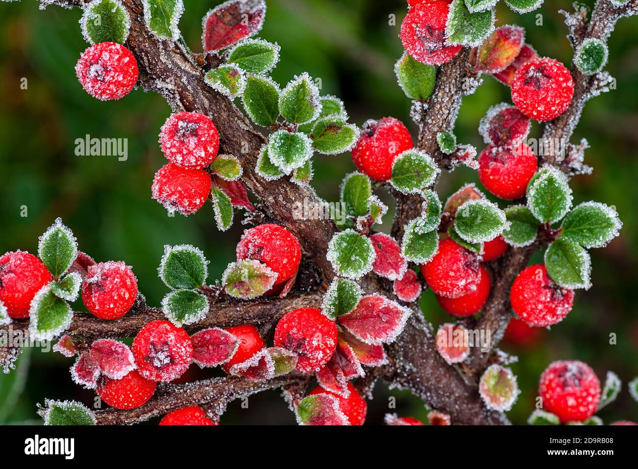 Bacche rosse ghiacciate Foto Stock