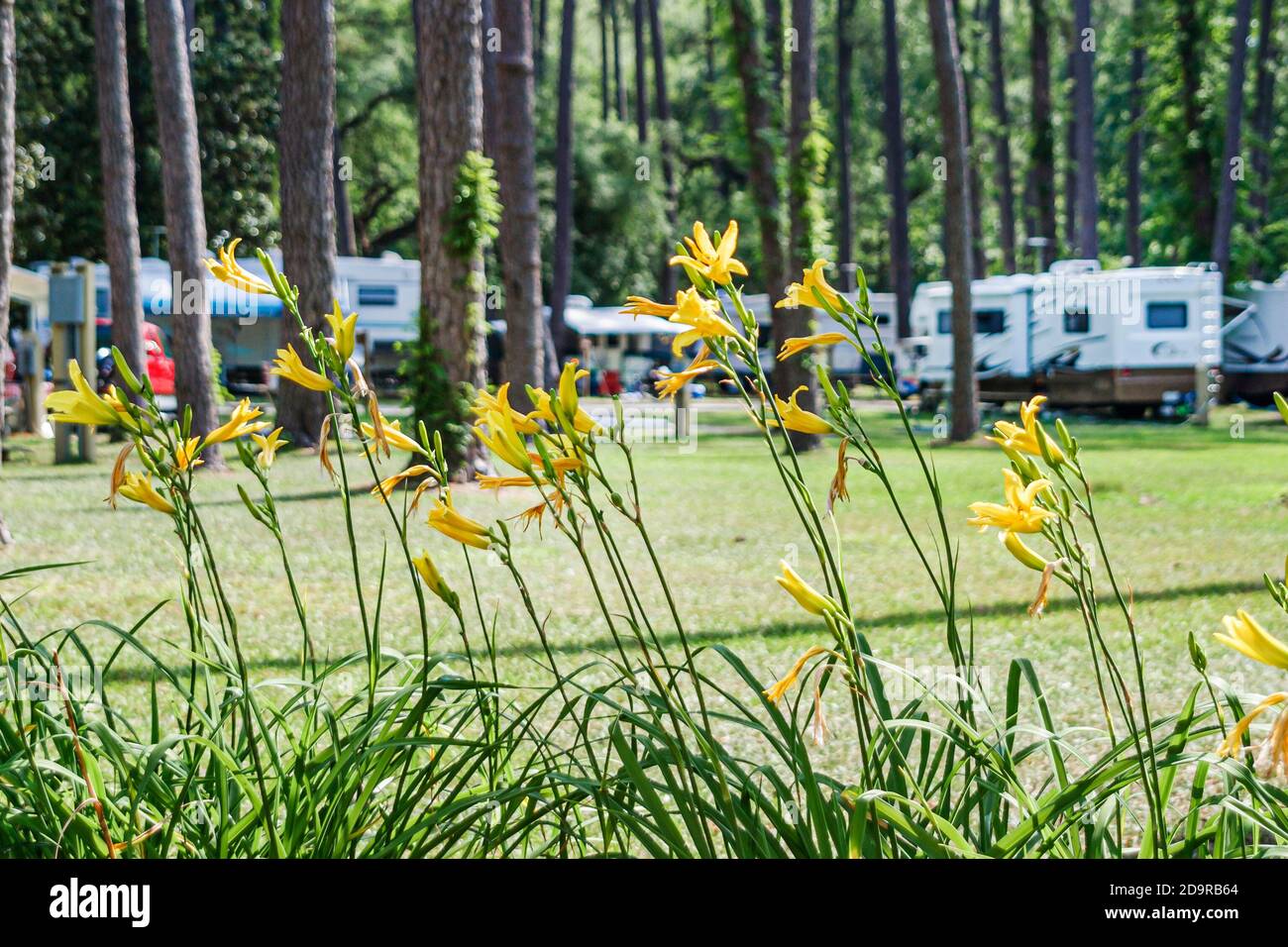 Louisiana Northshore, Madisonville, Fairview Riverside state Park campeggio camper roulotte, Foto Stock