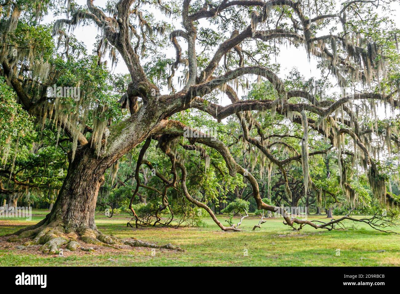 Louisiana Northshore, Mandeville, Fontainebleau state Park gigante vivo quercia albero spagnolo muschio rami, Foto Stock
