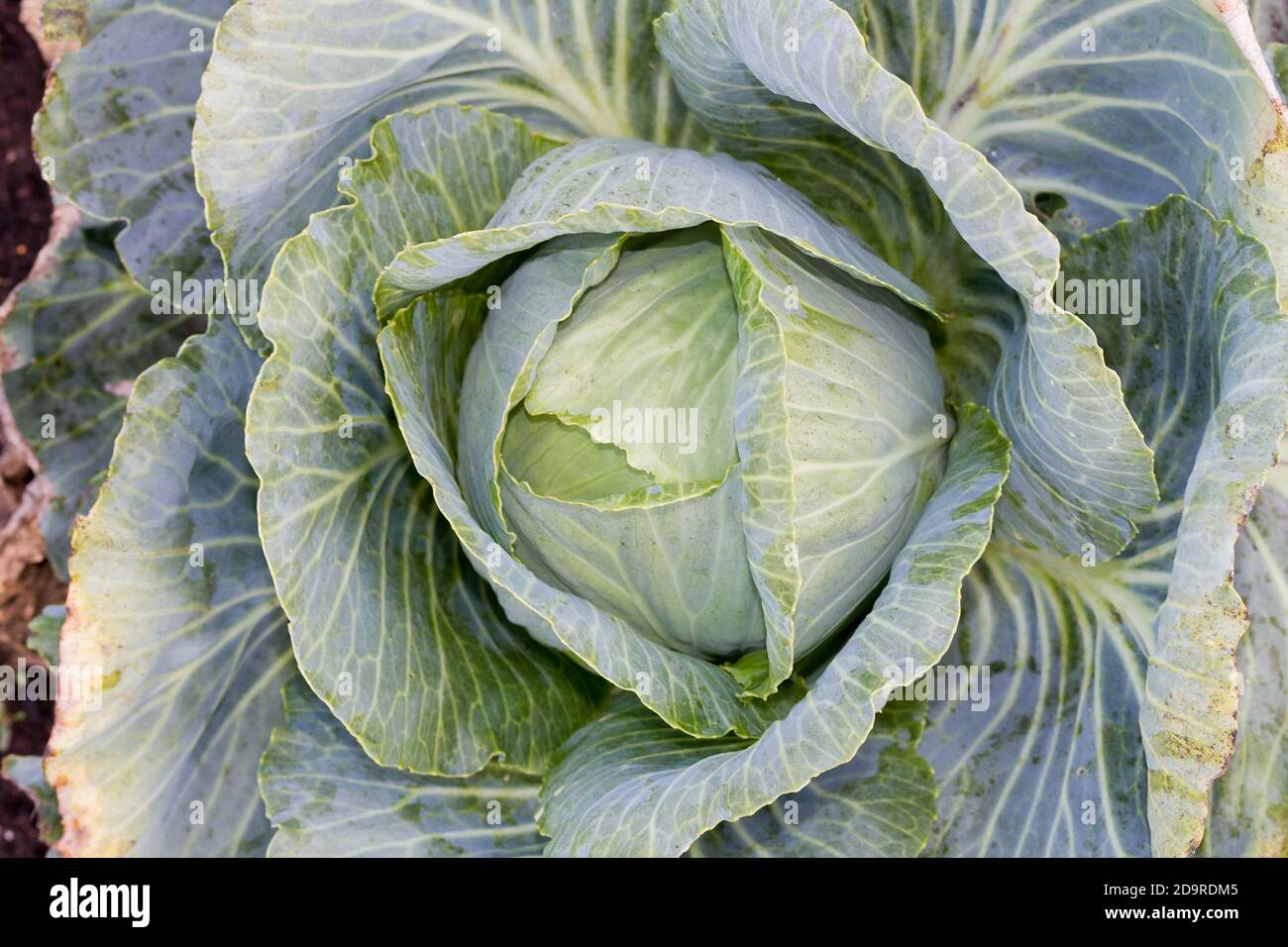 Cavolo fresco in un orto primo piano. Foto Stock