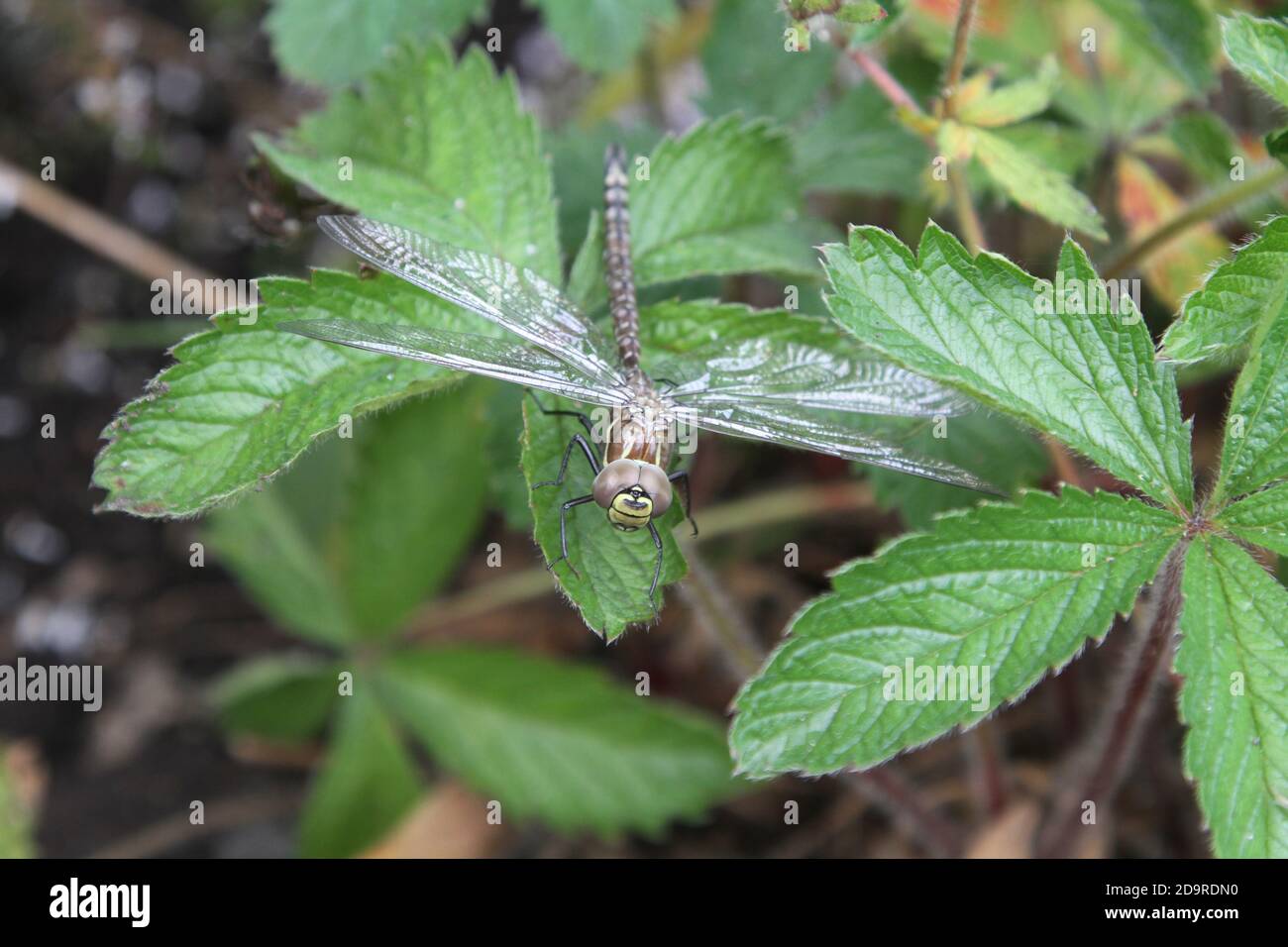 Dragonfly nel giardino domestico Foto Stock