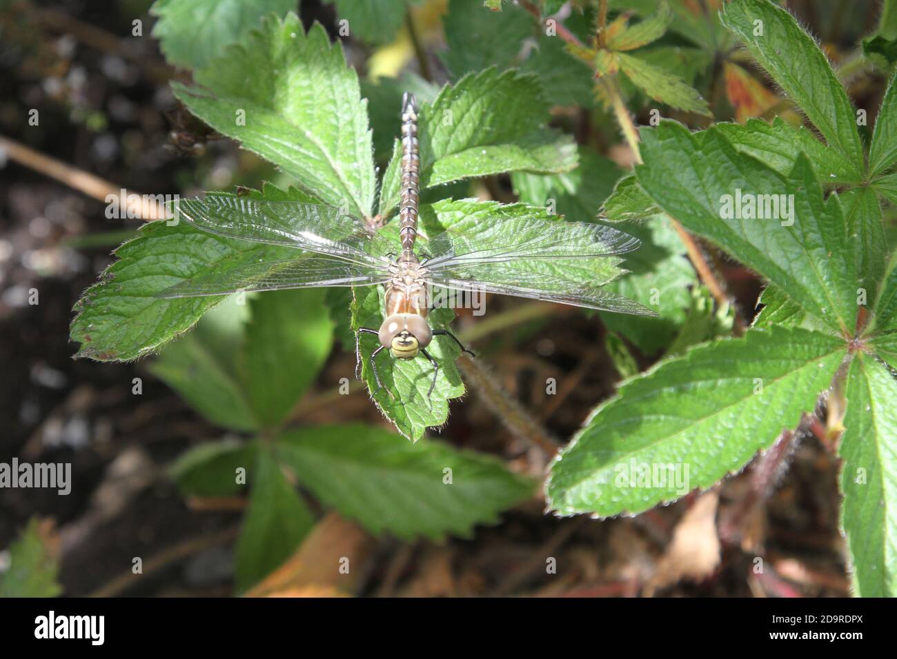 Dragonfly nel giardino domestico Foto Stock