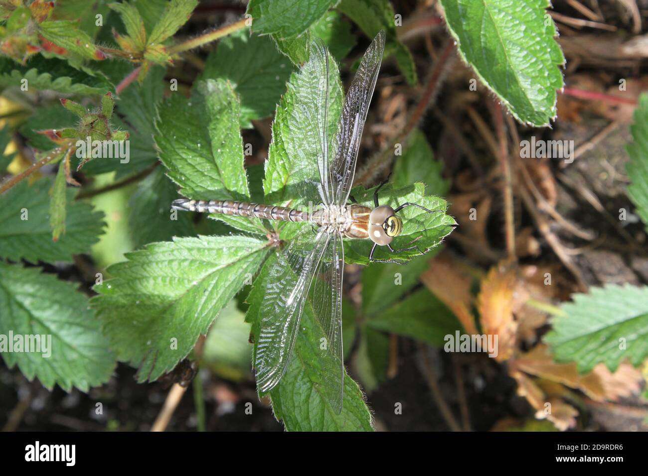 Dragonfly nel giardino domestico Foto Stock