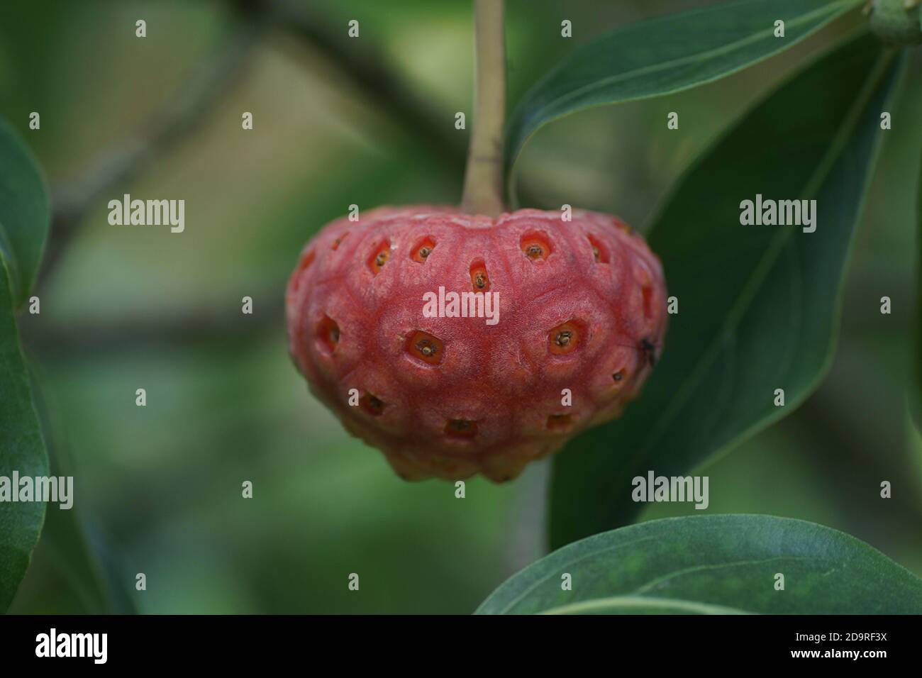 Cornus capitata Foto Stock