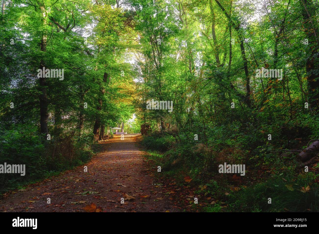 Soleggiato sentiero forestale con foglie rosse in autunno dorato Foto Stock