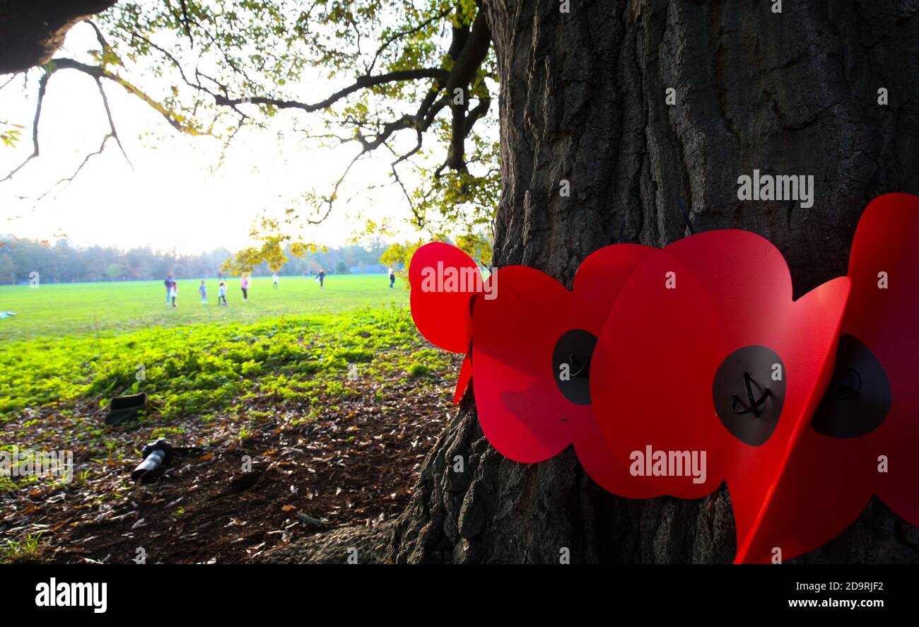 Londra, Regno Unito. 7 novembre 2020 897 papaveri legati alle recinzioni e agli alberi di Marble Hill Park, Twickenham, per ricordare quelli della zona che hanno perso la vita nella prima e seconda guerra mondiale. Ora è noto che ci erano realmente 1217 che sono morti e questo non è stato riflesso nell'archivio scritto a mano. Andrew Fosker / Alamy Live News Foto Stock