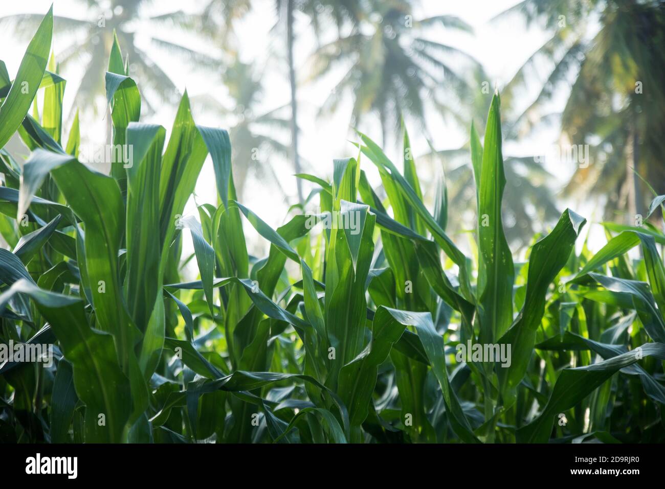 Piantagione di campo di mais verde in estate Foto Stock