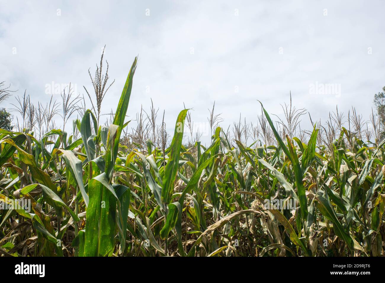 Piantagione di campo di mais verde in estate Foto Stock