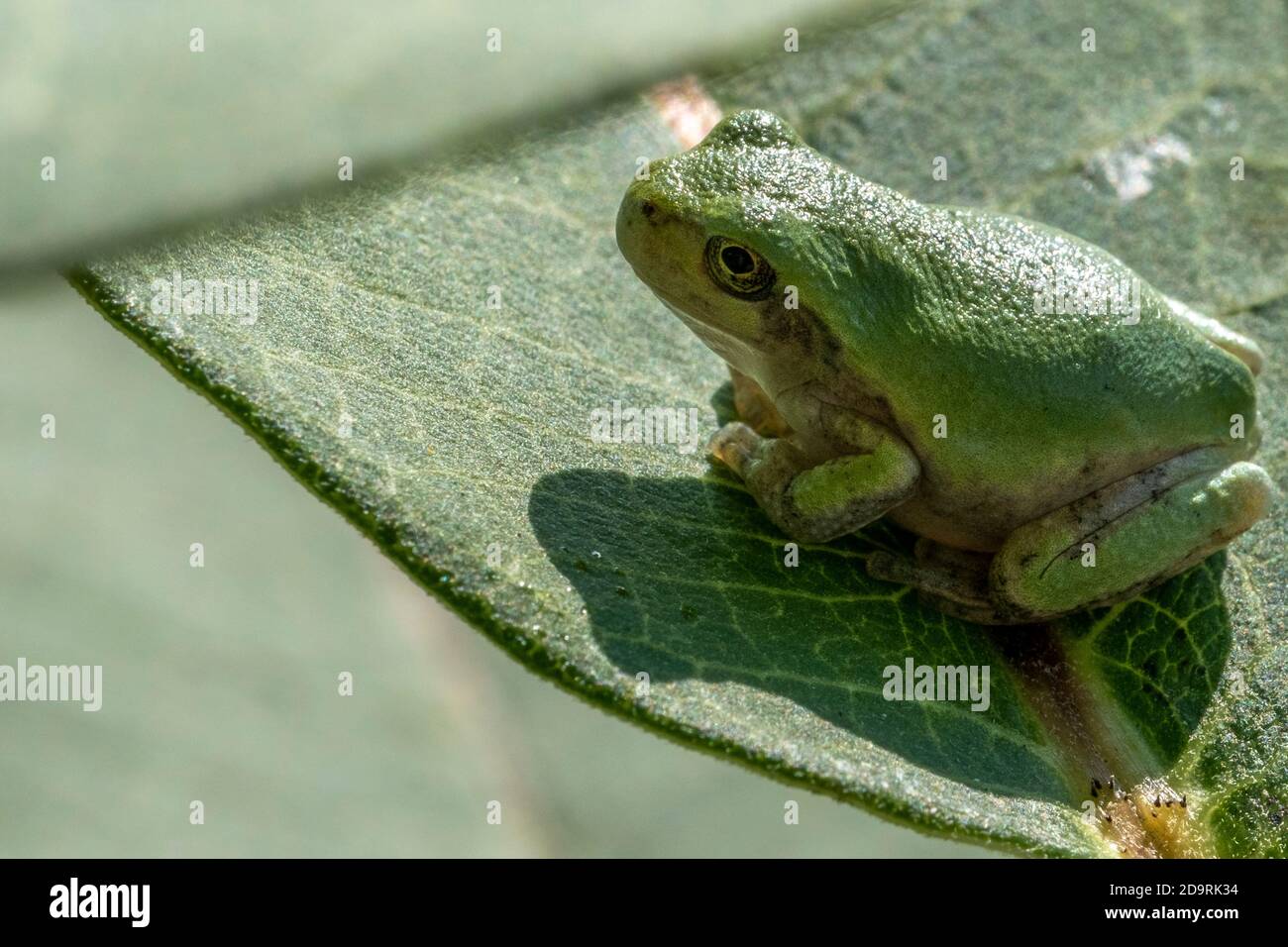 Una rana di albero immatura seduta su una foglia di mungitura Foto Stock