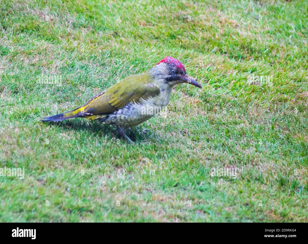 Picchio verde Foto Stock