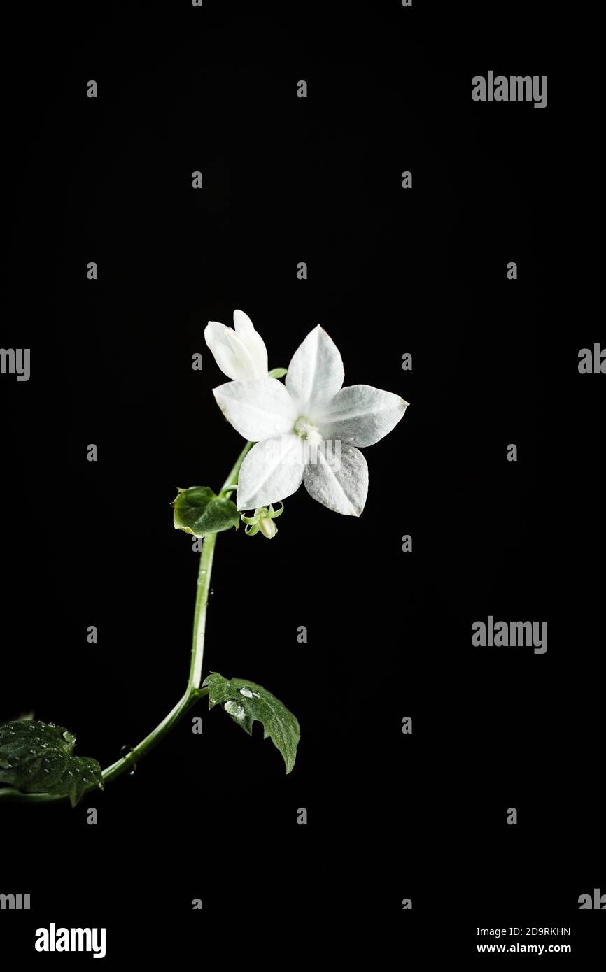 Fiore campanula bianco su sfondo nero Foto Stock