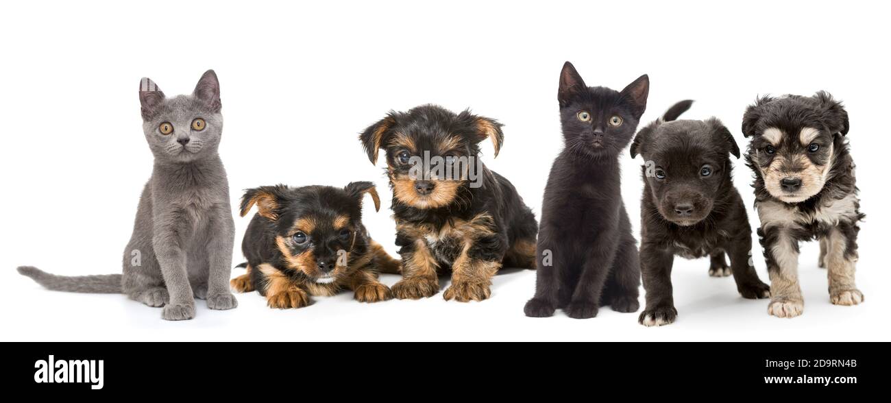 Cuccioli e gattini di razze diverse si siedono in fila, isolati su uno sfondo bianco Foto Stock