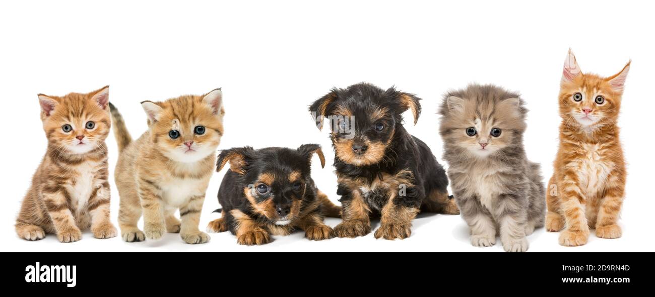 Ritratto di piccoli gattini e cuccioli su sfondo bianco Foto Stock