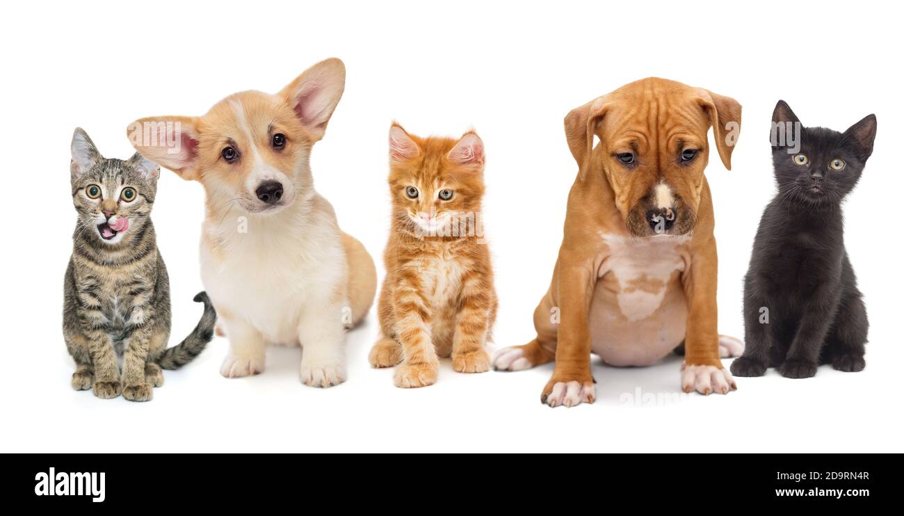 Cuccioli e gattini di razze diverse si siedono in fila, isolati su uno sfondo bianco Foto Stock