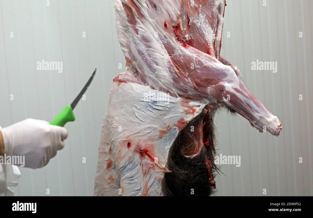 05 novembre 2020, Meclemburgo-Pomerania occidentale, Wiethagen: Nella cella frigorifera della stazione di raccolta della foresta di Hinrichshagen, Peter Rehberg sta battendo un difettore (cinghiale), quindi l'animale viene tagliato e tutto viene aspirato. Gli animali vengono ceduti solo completamente, perché non sarebbe sostenibile vendere solo i preziosi pezzi di carne. Foto: Bernd Wüstneck/dpa-Zentralbild/dpa Foto Stock