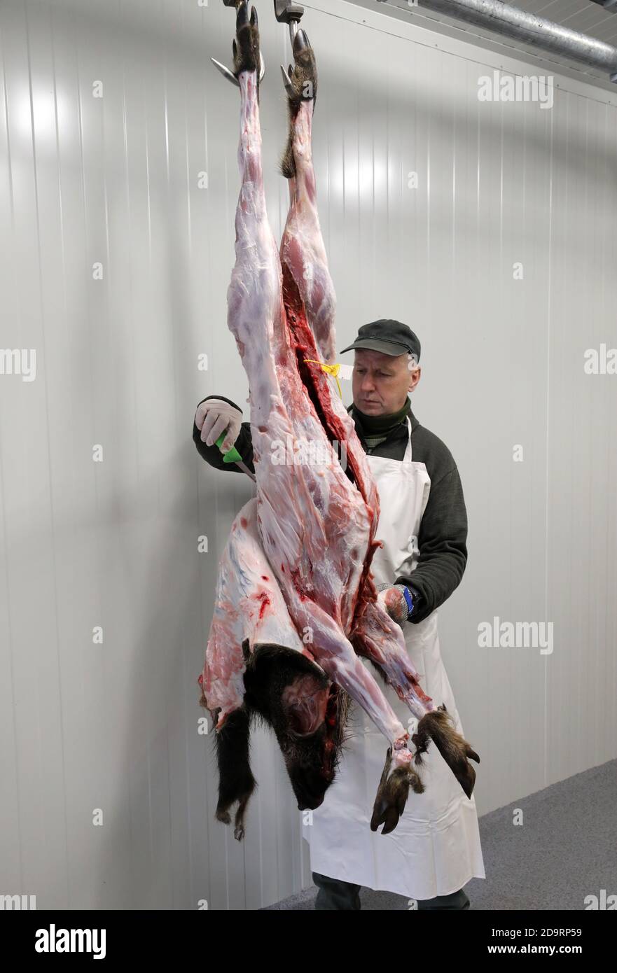 05 novembre 2020, Meclemburgo-Pomerania occidentale, Wiethagen: Nella cella frigorifera della stazione di raccolta della foresta di Hinrichshagen, Peter Rehberg sta battendo un difettore (cinghiale), quindi l'animale viene tagliato e tutto viene aspirato. Gli animali vengono ceduti solo completamente, perché non sarebbe sostenibile vendere solo i preziosi pezzi di carne. Foto: Bernd Wüstneck/dpa-Zentralbild/dpa Foto Stock