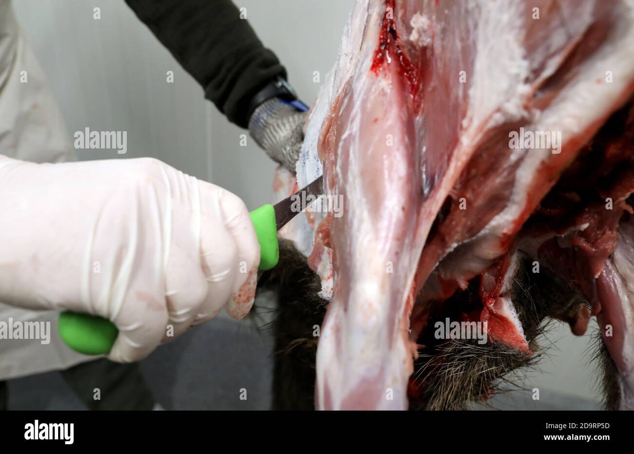 05 novembre 2020, Meclemburgo-Pomerania occidentale, Wiethagen: Nella cella frigorifera della stazione di raccolta della foresta di Hinrichshagen, Peter Rehberg sta battendo un difettore (cinghiale), quindi l'animale viene tagliato e tutto viene aspirato. Gli animali vengono ceduti solo completamente, perché non sarebbe sostenibile vendere solo i preziosi pezzi di carne. Foto: Bernd Wüstneck/dpa-Zentralbild/dpa Foto Stock